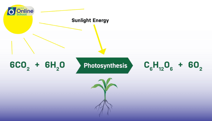 Lesson 04: Mechanisms of Photosynthesis